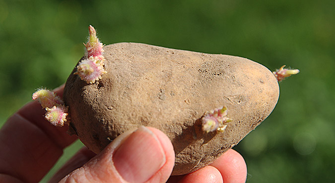 Forspiret læggekartoffel af sorten Annabelle