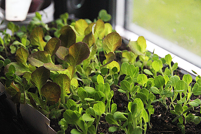 Salatplanter i trængsel