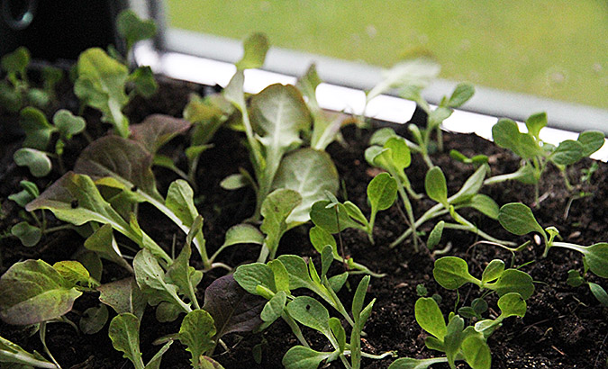 Salatplanterne er udtyndet til 2 pr. rum i roottrainer.