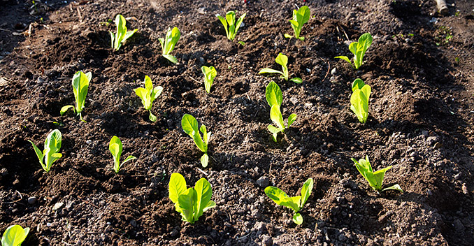 Flotte salatplanter - så er der rigtige salathoveder til pinse midt i maj.