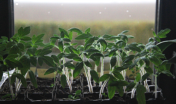 Tomatplanter til friland sået 20.marts.