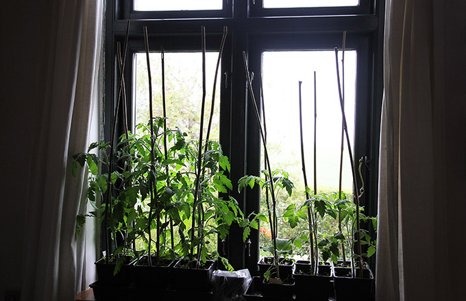 Tomaterne er nu bundet op til gode lange bambuspinde.