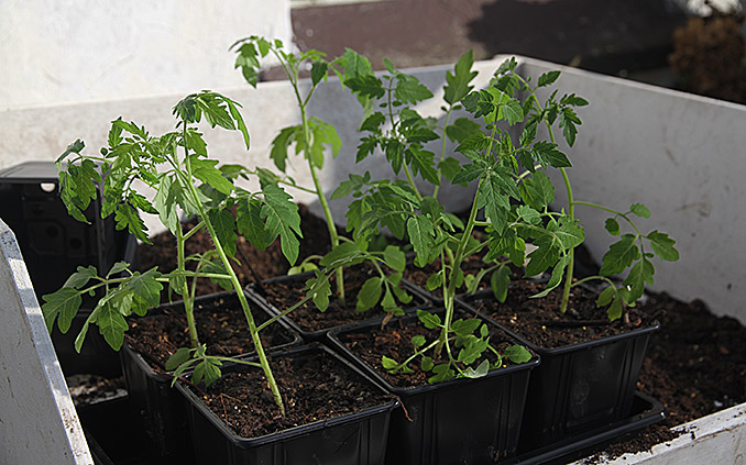 Omplantning af tomatplanter.