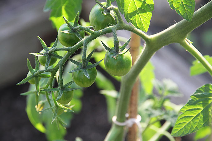 Favorita tomatplanterne har allerede små grønne tomater.