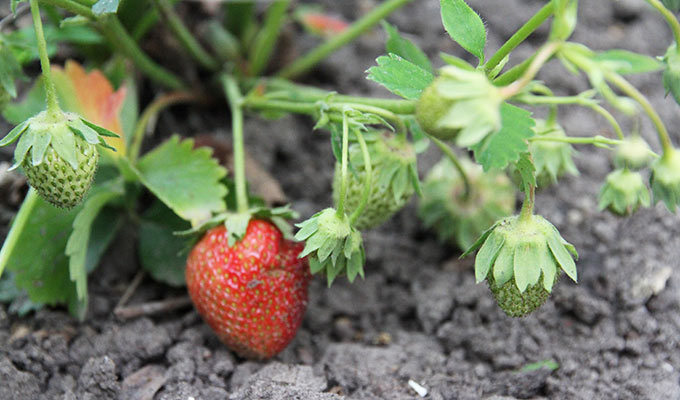 Få dage til vi kan høste de to første røde jordbær.