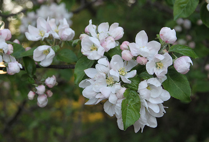 Æbletræerne blomstrer