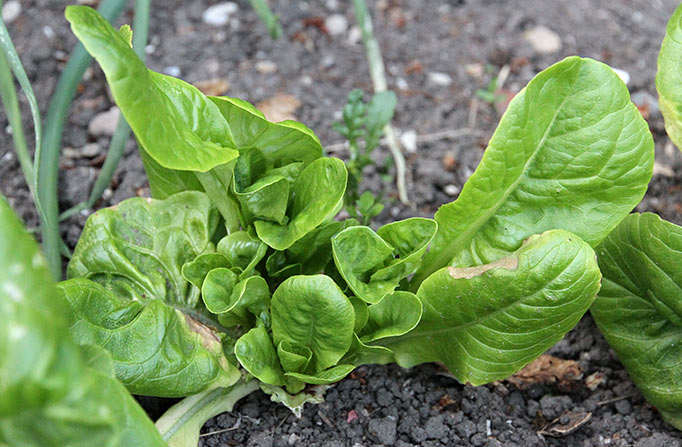Nyvækst i salat