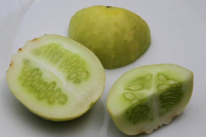 Agurksorten Lemon Apple - på dansk citronæbleagurk.