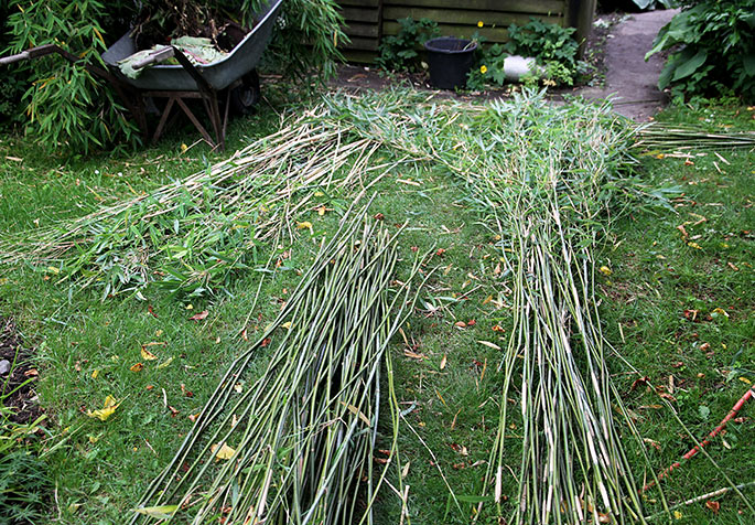 Jeg sorterer den høstede bambus efter længde.