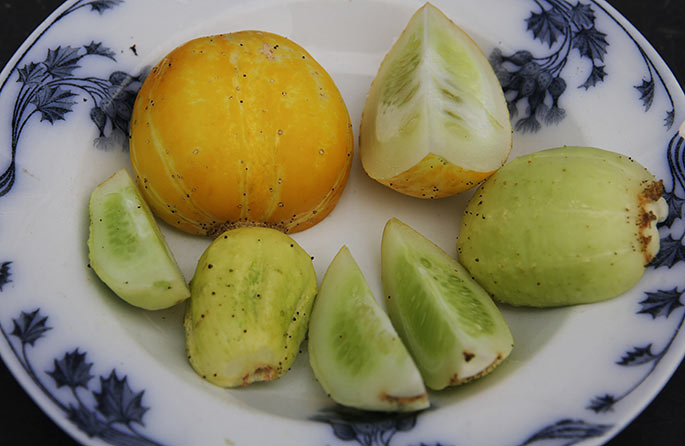 Den store gule citronagurk er flot, men for stor til at spise.