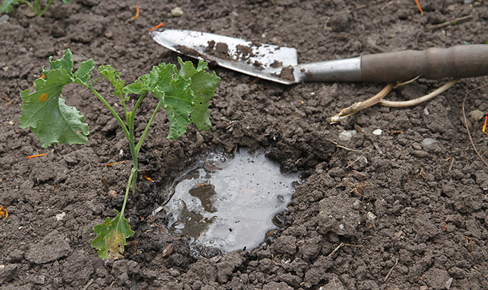 Jeg fylder lige vand i hullet fra opgravningen, så den plante, der skal blive stående, får en god gang vand.