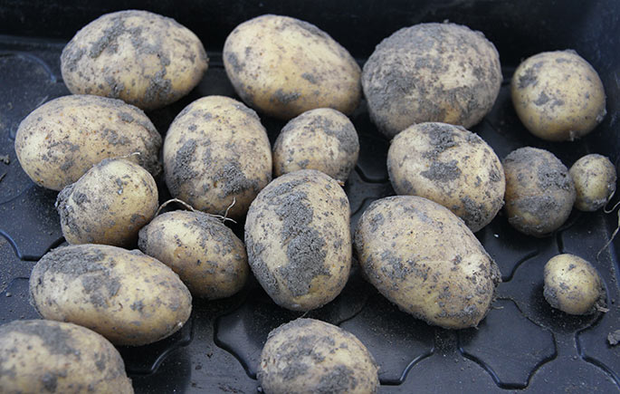 Kartofler af sorten Hamlet taget op til læggekartofler.