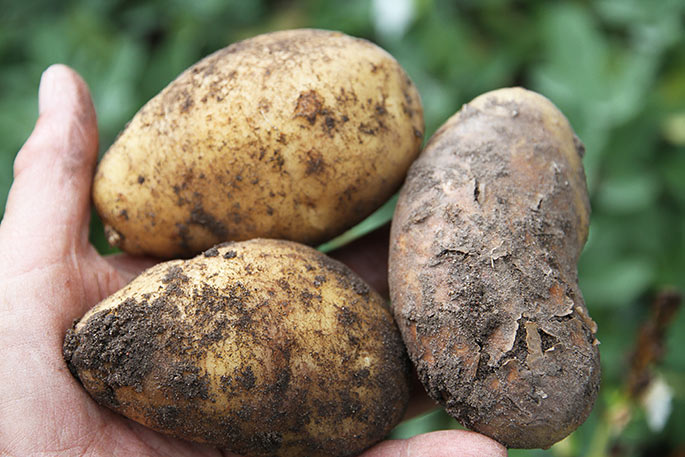 Her er hvad jeg fandt af dårlige kartofler. 