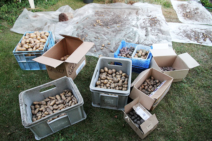Kartoflerne er fyldt i kasser og klar til at bære ind.