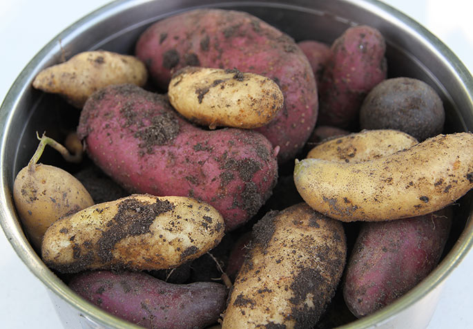 Vi har gravet kartofler op i tre farver.