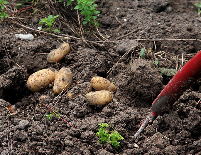 Kartoflerne tages forsigtigt op med en gravgreb, så jeg ikke graver i knoldene.