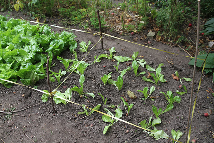 Små salatplanter i vækst.