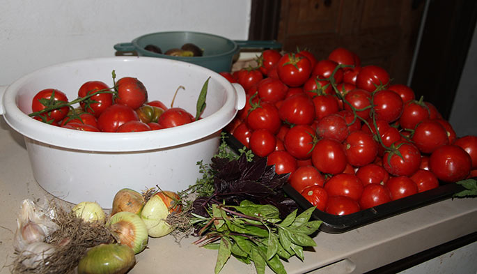 Her er tomater til at fylde en stor gryde med.