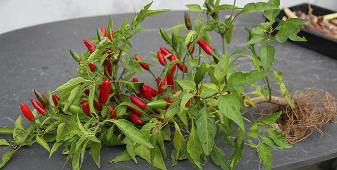 Sibirisk huspeber - mange små fine chili på en lille plante.