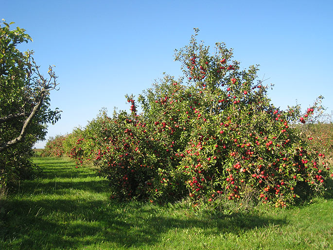 Plantage med cideræbler på Fejø.