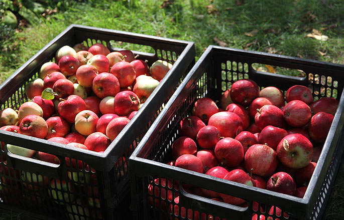 To kasser Summerred æbler- de er sorteret, så vi først spiser de mest modne og største.