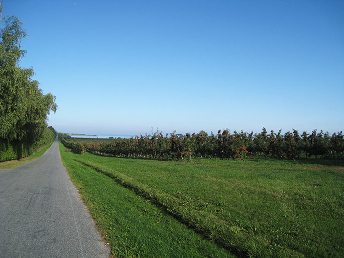 På vejen ud til Skalø er der æbleplantager på begge sider af vejen.
