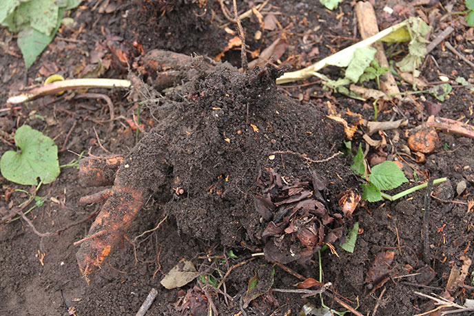 Rabarberplanterne blev gravet op.
