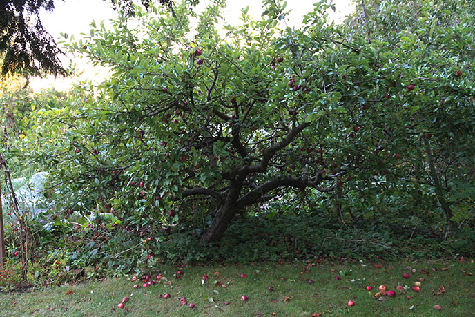 Vores Ingrid Marie æbletræ efter at de fleste æbler er plukket.