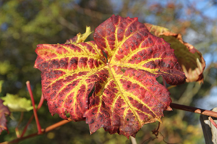Drueblade med efterårsfarve.