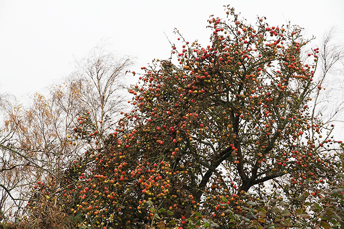 Naboens træ med længesiddende æbler - foto fra 16.november. Nu er der kun ca. de halve tilbage.