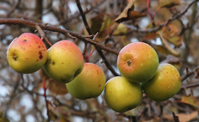 Lidt mere modne æbler på denne gren.