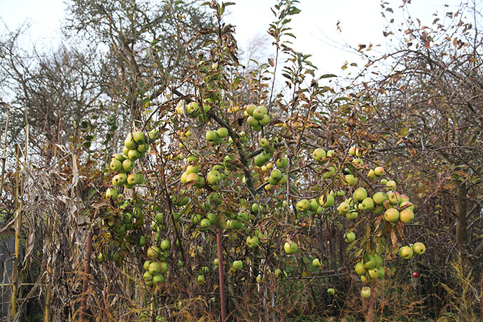 Æbletræet med store æbler 1. december.