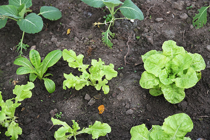 Der skal bare lige lidt mere dagslys til, så begynder salatplanterne at vokse.