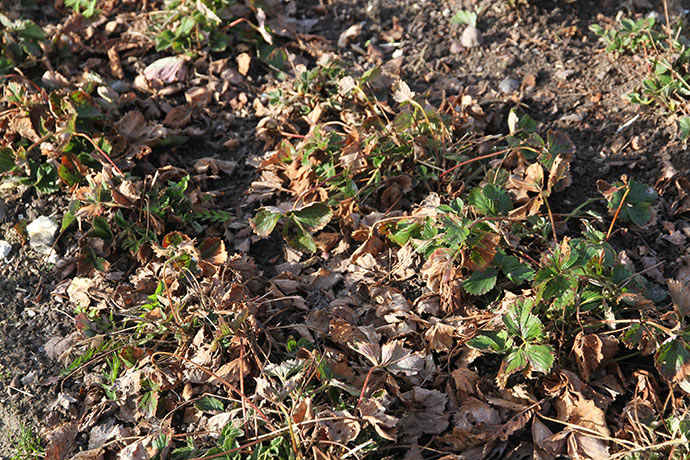 Jordbærene har fået mange visne blade i løbet af vinteren.