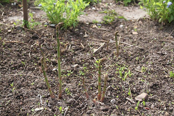 Det vrimler op med asparges, men de vokser langsomt, indtil vi får varmere vejr.