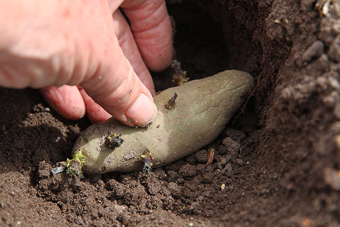 Egne Asparges læggekartofler kommer i en dejlig jord.