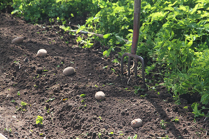 Bedet er ryddet og kartoflerne fordel - klar til at grave dem ned.
