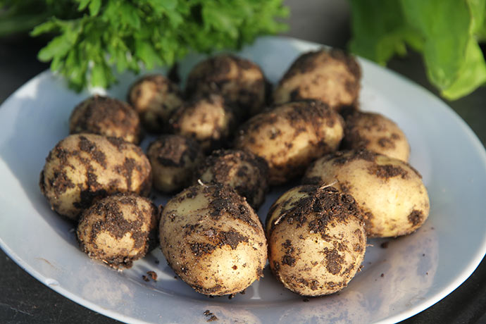 Dagens høst af nye kartofler - 200 g