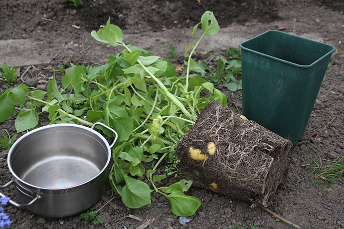 Det er let at pille kartoflerne ud af et rodsystem, som har vokset i en høj og smal potte.