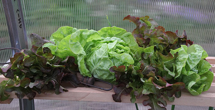 Fin salathøst - salathovedet er May KIng, og det blev til en dejlig mormorsalat med syrnet fløde.