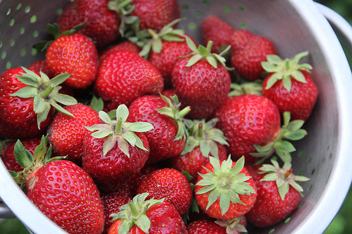 Solvarme lækre jordbær, der både dufter og smager af jordbær.