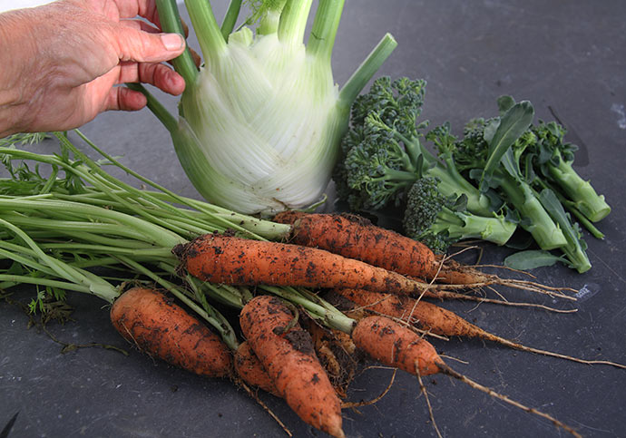Grønsager til aftensmaden: gulerødder, broccoli og knoldfennikel.