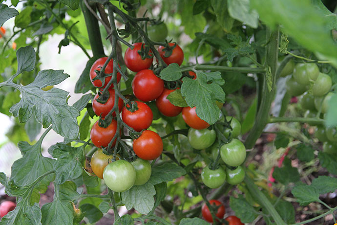 Mange små lækre modne tomater af sorten Favorita.