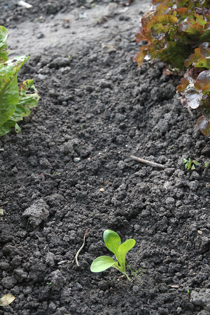 Her var plantet 4 stk små Little Gem salatplanter - nu er der kun en tilbage.