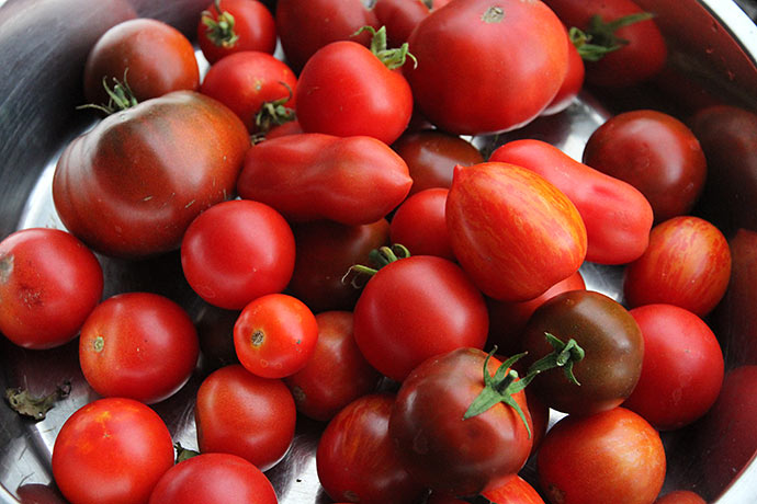 Mange forskellige tomatsorter fra drivhuset.