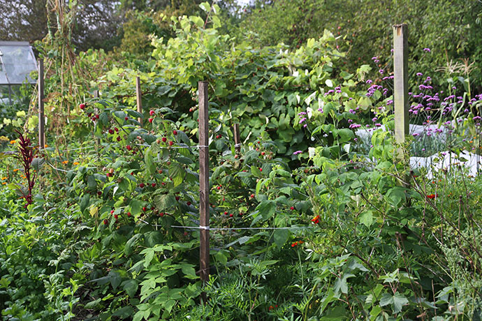 Hindbærbedet blev plantet sidste år, men alligevel har det nået at sætte gode skud med mange hindbær.