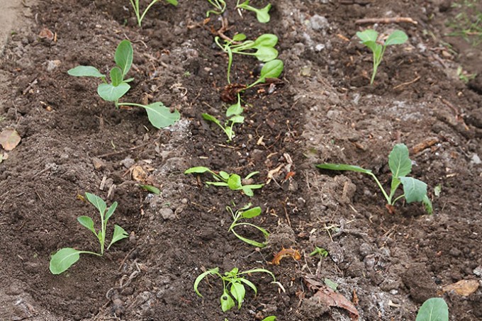 Kål og spinat til overvintring er plante ud.