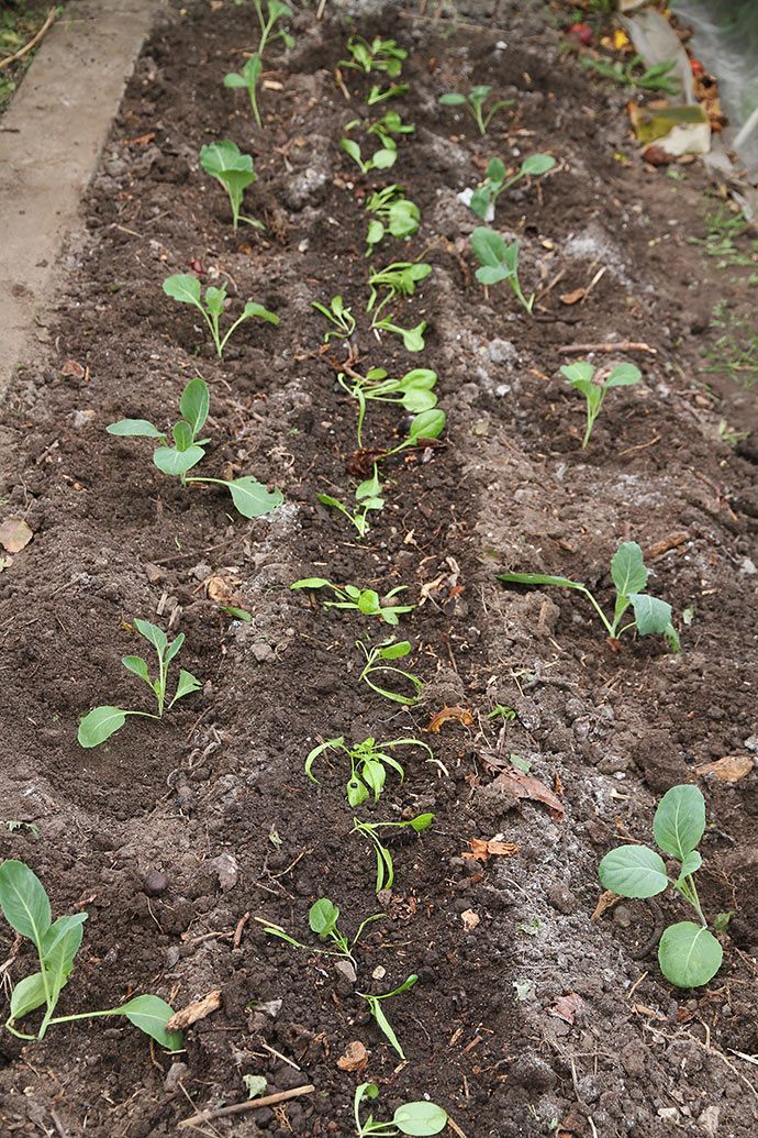 Kål og spinat til overvintring er plante ud.