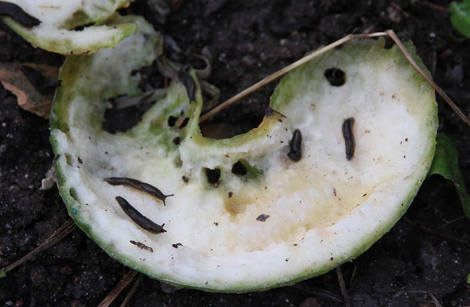 En krum agurk er blevet halveret og fungerer nu som sneglefælde.