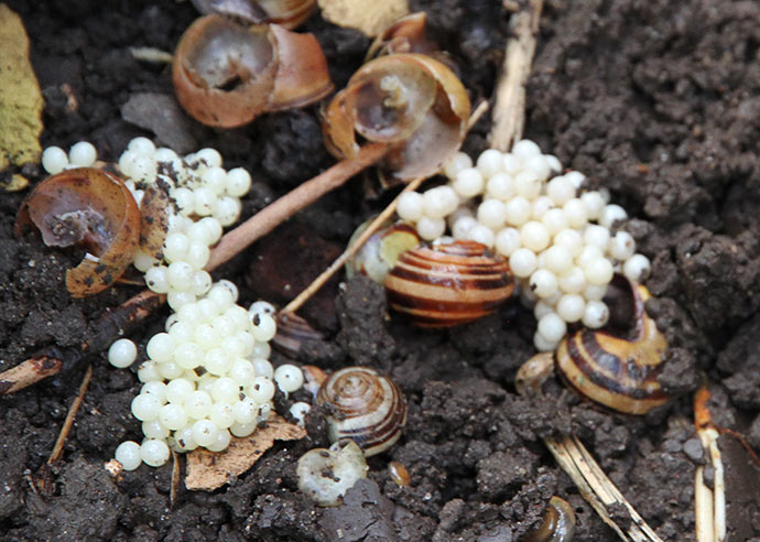 Masser af dræbersneglens æg. Det er da godt, at den lægger dem i æghobe og ikke enkeltvis i haven.